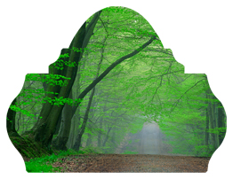 DARAY L 128 (Forest) Serenity Forest Path